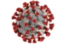 chandipura virus