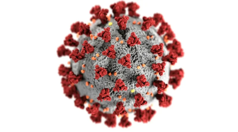 chandipura virus